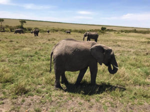 Wildlife at Masai Mara Game Reserve - faithradiouganda.org