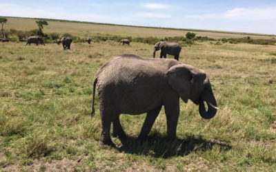 Wildlife at Masai Mara Game Reserve