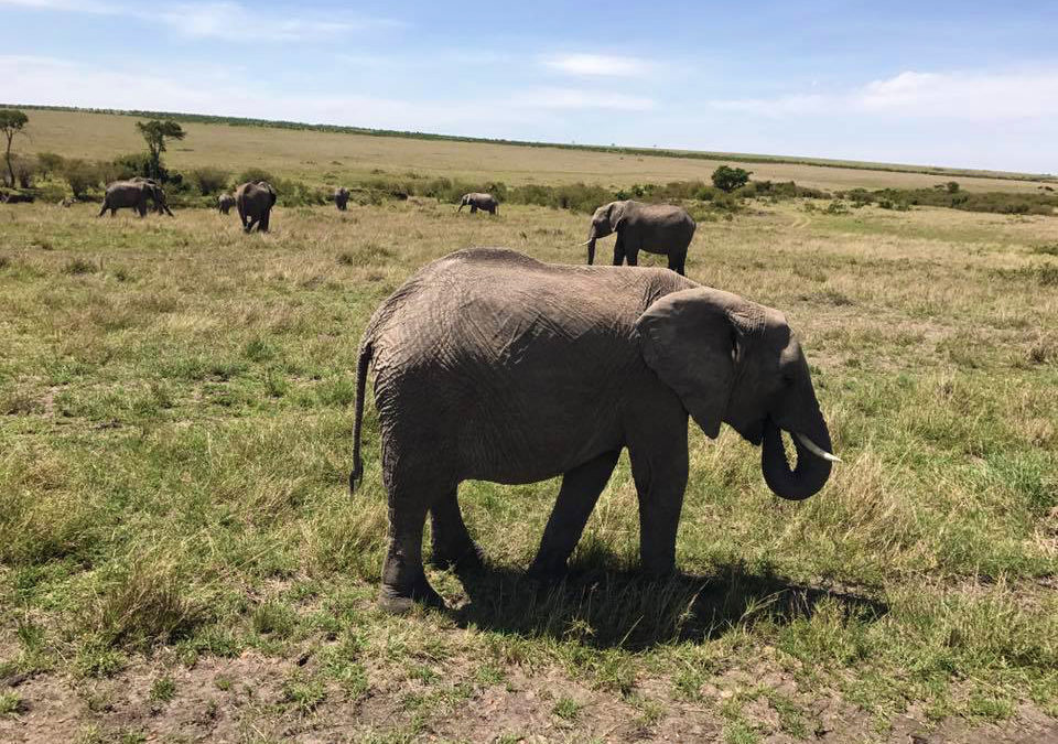 Wildlife at Masai Mara Game Reserve